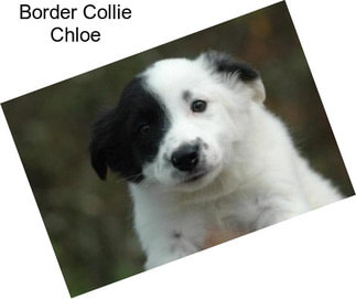 Border Collie Chloe