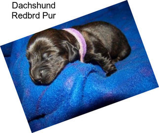 Dachshund Redbrd Pur