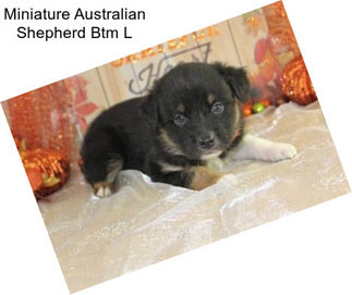 Miniature Australian Shepherd Btm L