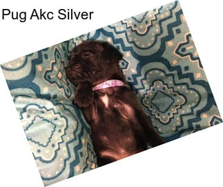 Pug Akc Silver
