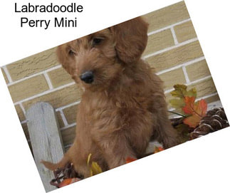 Labradoodle Perry Mini