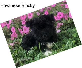 Havanese Blacky