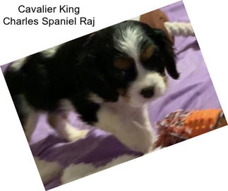 Cavalier King Charles Spaniel Raj