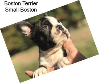 Boston Terrier Small Boston