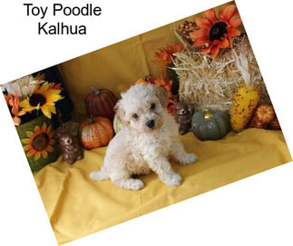 Toy Poodle Kalhua