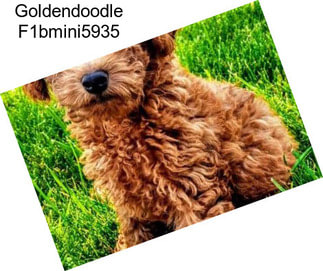 Goldendoodle F1bmini5935