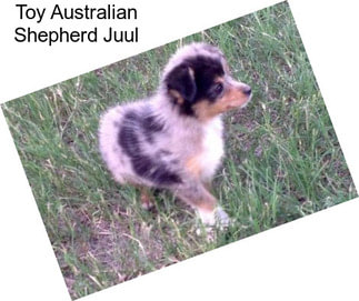 Toy Australian Shepherd Juul