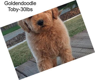 Goldendoodle Toby-30lbs