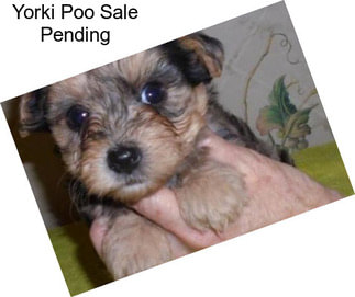 Yorki Poo Sale Pending