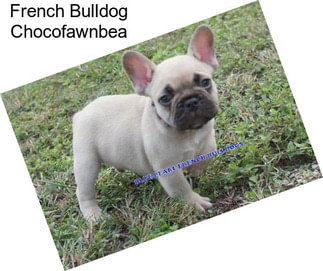 French Bulldog Chocofawnbea