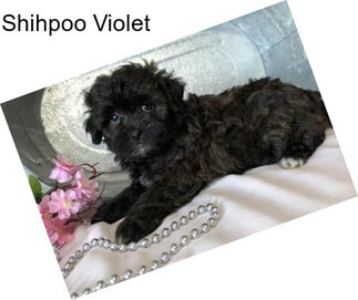Shihpoo Violet
