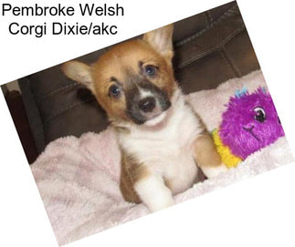 Pembroke Welsh Corgi Dixie/akc