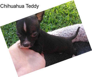 Chihuahua Teddy