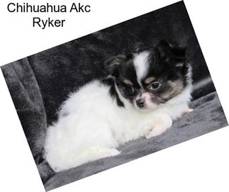 Chihuahua Akc Ryker