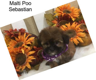 Malti Poo Sebastian