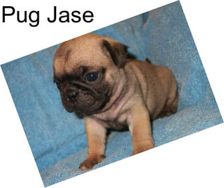 Pug Jase