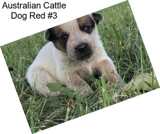 Australian Cattle Dog Red #3