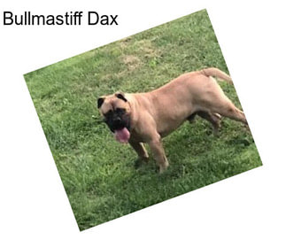 Bullmastiff Dax