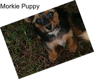 Morkie Puppy