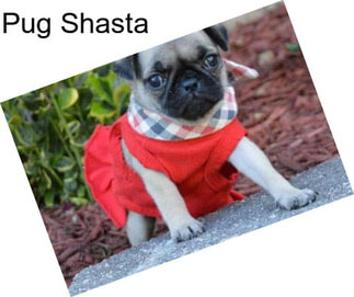 Pug Shasta