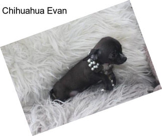 Chihuahua Evan