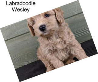 Labradoodle Wesley