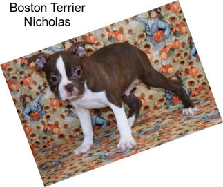 Boston Terrier Nicholas