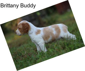 Brittany Buddy