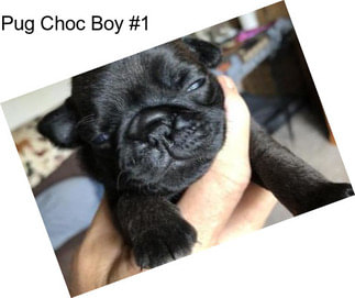 Pug Choc Boy #1