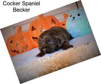 Cocker Spaniel Becker