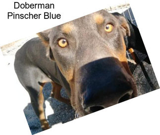 Doberman Pinscher Blue