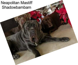 Neapolitan Mastiff Shadowbambam
