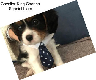 Cavalier King Charles Spaniel Liam