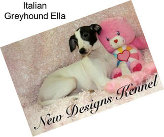 Italian Greyhound Ella