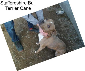 Staffordshire Bull Terrier Cane