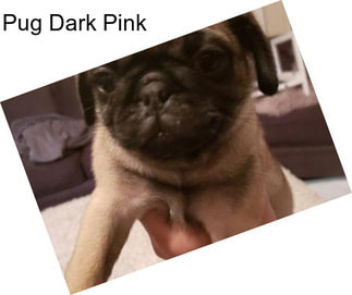 Pug Dark Pink