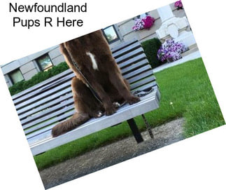 Newfoundland Pups R Here