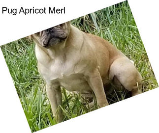 Pug Apricot Merl