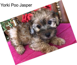 Yorki Poo Jasper