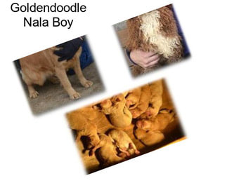 Goldendoodle Nala Boy