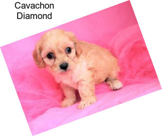 Cavachon Diamond