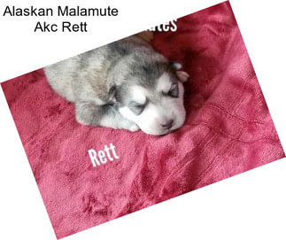 Alaskan Malamute Akc Rett