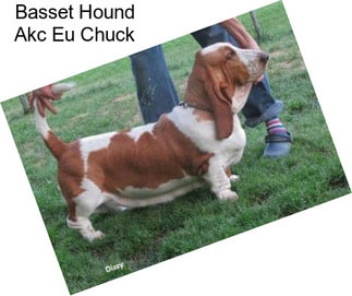 Basset Hound Akc Eu Chuck