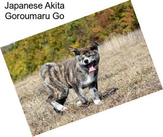 Japanese Akita Goroumaru Go