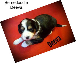 Bernedoodle Deeva