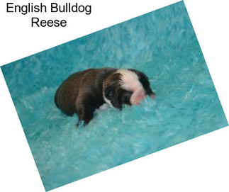 English Bulldog Reese