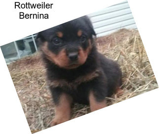 Rottweiler Bernina