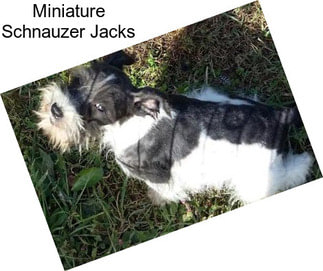 Miniature Schnauzer Jacks