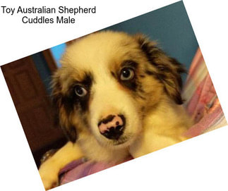 Toy Australian Shepherd Cuddles Male