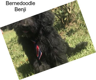 Bernedoodle Benji
